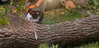Palm Springs North, FL Tree Removal Company