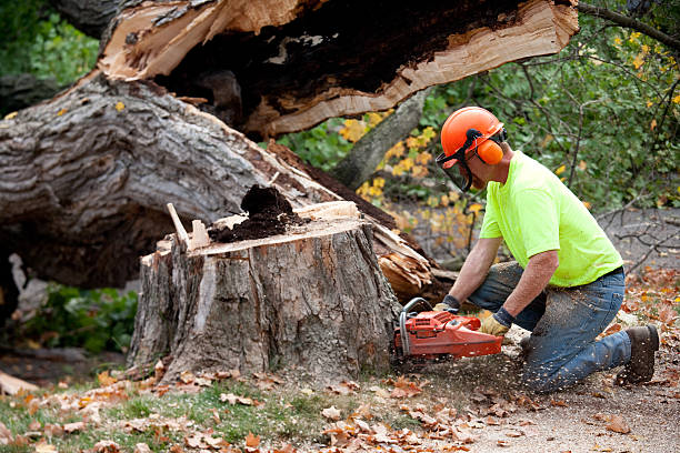 Best Tree Maintenance Programs  in Palm Springs North, FL